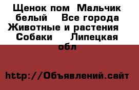 Щенок пом. Мальчик белый  - Все города Животные и растения » Собаки   . Липецкая обл.